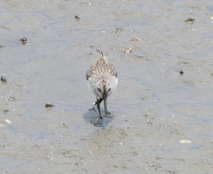 Calidris falcinellus
