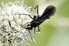 Paracyphononyx funereus
