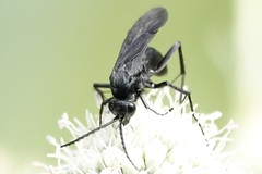 Paracyphononyx funereus