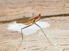 Telostylinus lineolatus