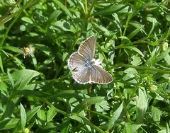 Theclinesthes miskini