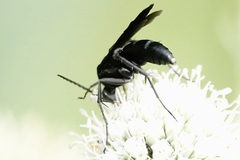 Paracyphononyx funereus