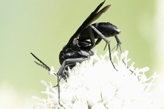 Paracyphononyx funereus