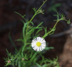 Brachyscome ciliaris