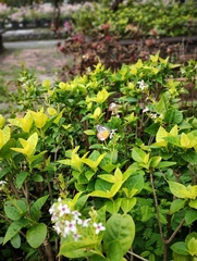 Pseuderanthemum carruthersii