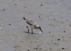 Calidris falcinellus
