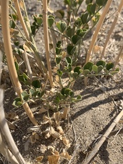 Astragalus porrectus
