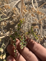 Astragalus porrectus