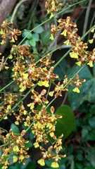 Oncidium