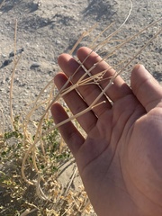 Astragalus porrectus