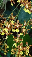 Oncidium