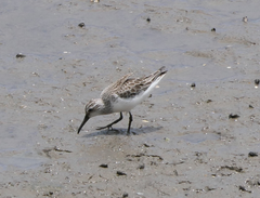 Calidris falcinellus