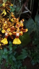 Oncidium