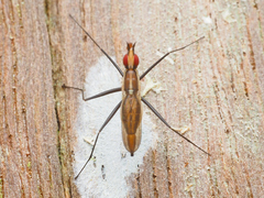 Telostylinus lineolatus