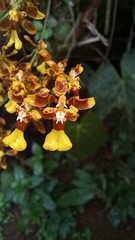 Oncidium