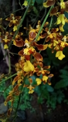 Oncidium