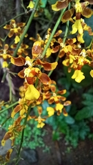 Oncidium