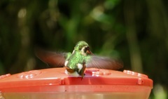 Chaetocercus heliodor