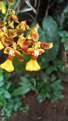 Oncidium