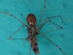 Physocyclus globosus