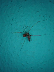 Physocyclus globosus