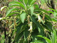 Siphocampylus giganteus