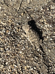 Phrynosoma blainvillii