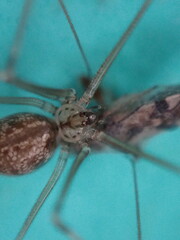 Physocyclus globosus