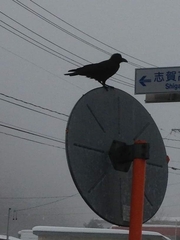 Corvus macrorhynchos japonensis