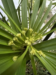Cyperus alternifolius