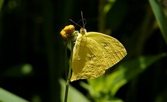 Phoebis neocypris