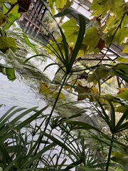 Cyperus alternifolius