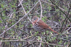 Passerella iliaca iliaca