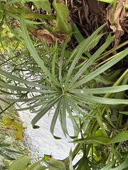 Cyperus alternifolius