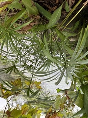 Cyperus alternifolius