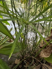 Cyperus alternifolius
