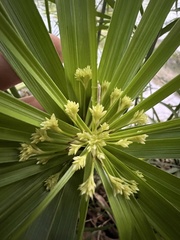 Cyperus alternifolius