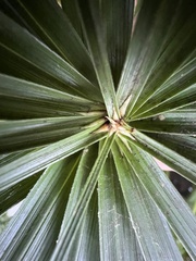 Cyperus alternifolius
