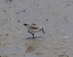 Calidris falcinellus