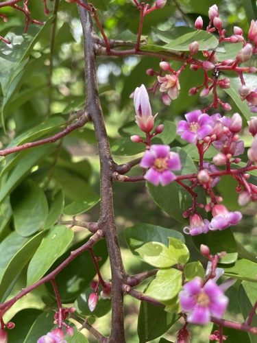 Starfruit