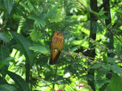 Aglaeactis cupripennis