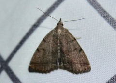 Zanclognatha dentata