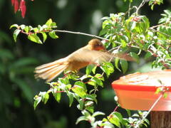 Aglaeactis cupripennis