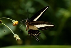 Heraclides hectorides