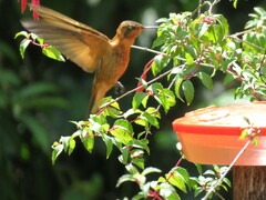 Aglaeactis cupripennis