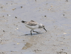 Calidris falcinellus