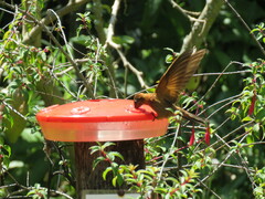 Aglaeactis cupripennis