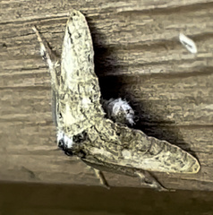 Dasychira plagiata