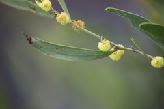 Acacia venulosa