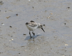 Calidris falcinellus